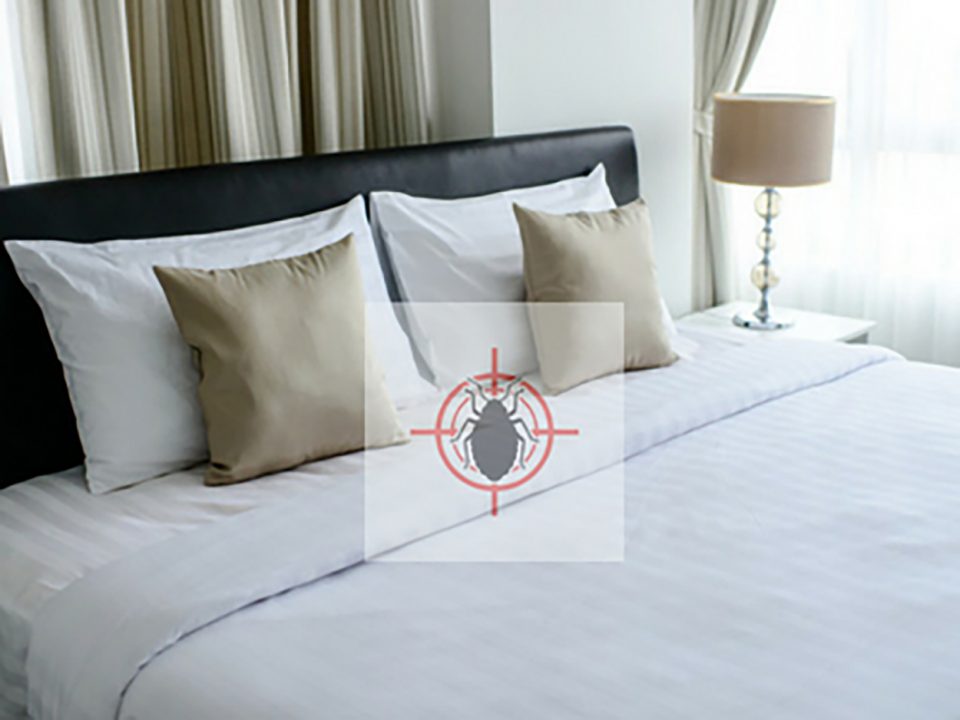 Terminix Lists Most Bed BugInfested Cities, Plus a Look at Business’ Perceptions