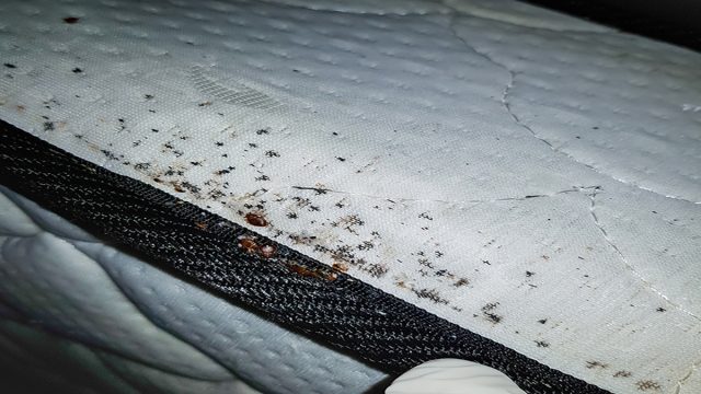 Maintaining a Bed Bug-Free Facility