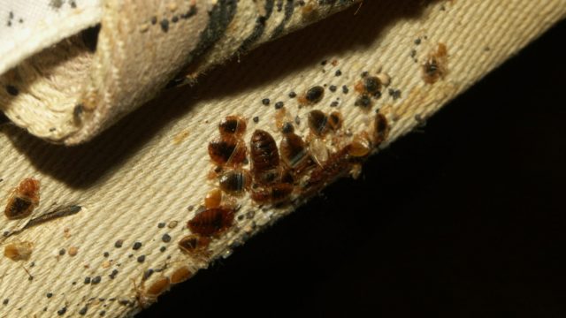 How Social Media Is Helping Bed Bugs Win