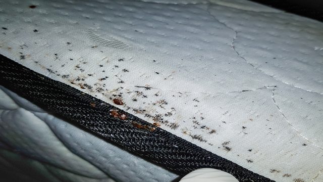Bed Bug Prevention is More Effective, Less Expensive Than Treatment