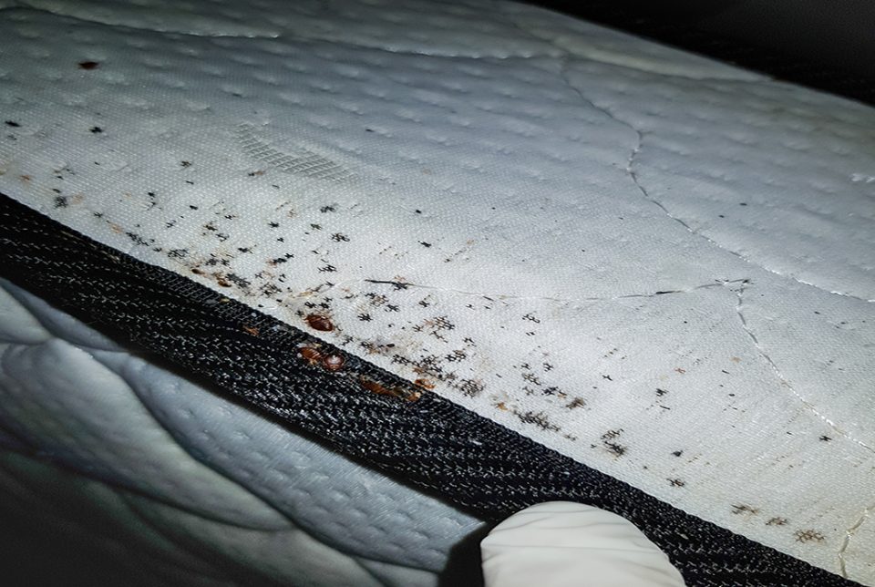 Can You Get Bed Bugs With A Mattress Protector at Beth Abrams blog