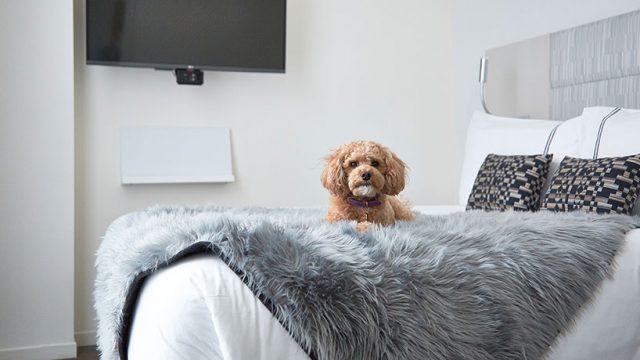 Web Exclusive: New York hotel offers options for four-legged friends
