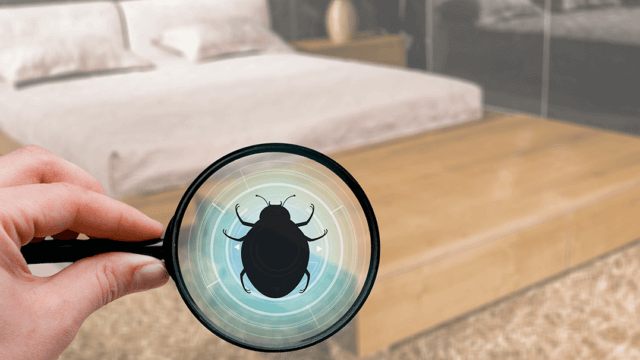 Take the burden of bed bugs off your shoulders