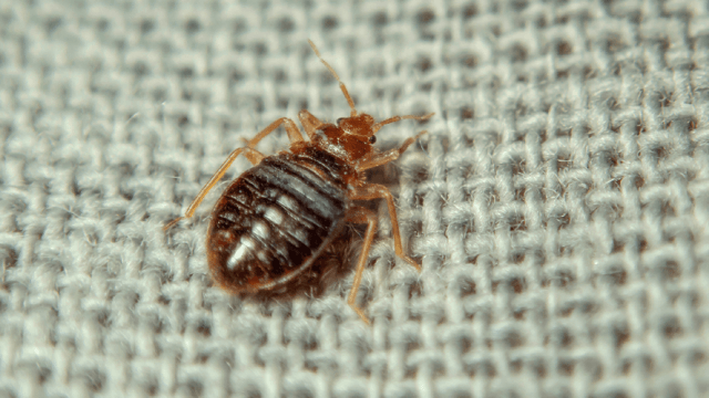 Bed Bugs Are Mobile – Stop Them in Their Tracks with Prevention