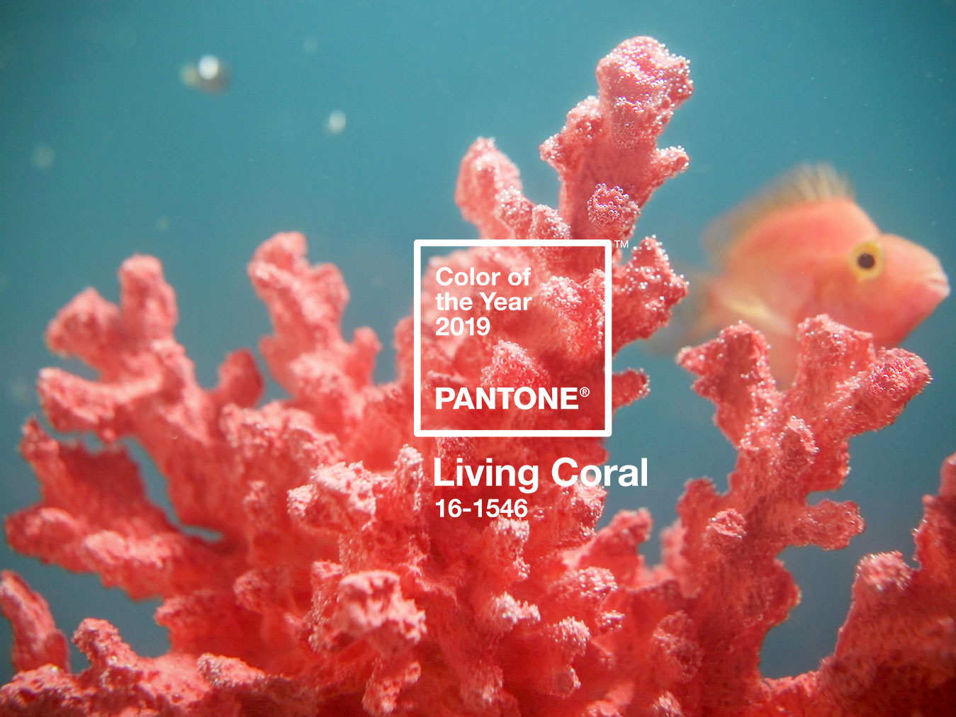 The 2019 Pantone Color of the Year: Living Coral (PANTONE 16-1546