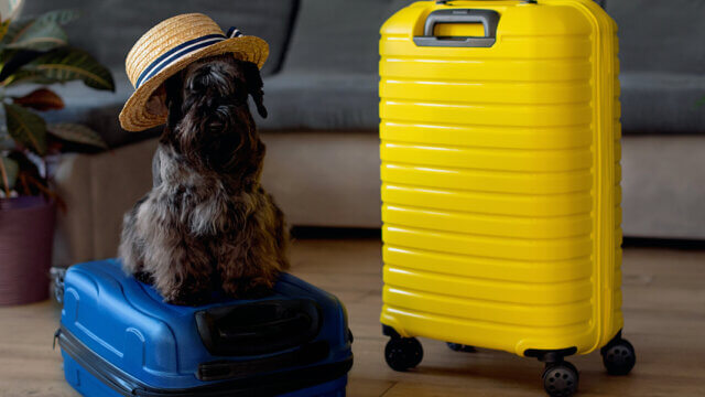 Pet travel Amadeus